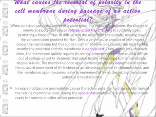What causes the reversal of polarity in the
   cell membrane during passage of an action
                   potential?
When an action potential arrives at a given point in a neuron membrane, the change in
        membrane potential causes voltage-gated Na+ channels to suddenly open,
    permitting a flood of Na+ to diffuse into the axon from the outside, moving down
      the concentration gradient for Na+. Only a very minute amount of Na+ moves
   across the membrane but this sudden rush of positive ions cancels the local resting
   membrane potential and the membrane is depolarized. Then, as the Na+ channels
   close, the membrane quickly regains its resting properties as K+ ions quickly diffuse
     out of voltage-gated K+ channels that open briefly in response to the membrane
   depolarization. The membrane once again become practically impermeable to Na+
  the outward movement of K+ is checked as the voltage-gated K+ channels close, and
    the membrane again becomes leaky to movement of K+ as the resting membrane
                                potential is reestablished.

 Increased potassium permeability causes the action potential to drop rapidly toward
  the resting membrane level, during the repolarization phase. The membrane is now
  ready to transmit another action potential.
 