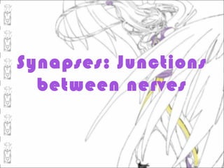 Synapses: Junctions
  between nerves
 
