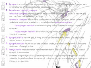  Synapse is a small gap that separates another neuron or effector organ from an axon
  terminal when an action potential passes down.
 Two distinct types of synapses:
  *electrical synapses-points at which ionic currents flow directly across a narrow gap
  junction from one neuron to another.
  *chemical synapses-much more complex than electrical synapses which contain
  packets or vesicles or specialized chemicals called neurotransmitters.
        +presynaptic neurons-neurons bringing action potentials toward chemical
  synapses.
        +postsynaptic neurons-neurons carrying action potentials away from
  chemical synapses.
 Synaptic cleft-a narrow gap, having a with of approximately 20nm, that separates
  membranes at a synapse.
 Synaptic vesicles-found inside the synaptic knobs, each containing several thousand
  molecules of acetylcholine.
 Acetylcholine-most common neurotransmitter of the PNS, which illustrates typical
  synaptic transmission.
 Whether the postsynaptic excitatory potential is large enough to trigger an action
  potential depends on how many acetylcholine molecules are released and how many
  channels are opened.
 