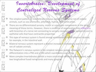 Invertebrates: Development of
          Centralized Nervous Systems
 The simplest pattern of invertebrate nervous system is the nerve net of radiate
  animals, such as sea anemones, jellyfishes, hydras, and comb jellies.
 There are no differentiated sensory, motor or connector components in the strict
  meaning of those terms. However, there is evidence of organization into reflex arcs
  with branches of a nerve net connecting to sensory receptors in the epidermis and to
  epithelial cells that have contractile properties.
 This type of nervous system is found among vertebrates in nerve plexuses located,
  for example, in the intestinal wall.
 Bilateral nervous system represent a distinct increase in complexity over the nerve
  net of radiate animals.
 The flatworm’s nervous system is the simplest nervous system showing
  differentiation into a PNS and a CNS which coordinates everything.
 More complex invertebrates exhibit a more centralized nervous system (brain), with
  two longitudinal fused nerve cords and many ganglia.
 