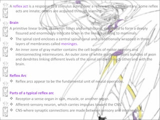 A reflex act is a response to a stimulus acting over a reflex arc. It is involuntary. Some reflex
    acts are innate; others are acquired through learning.

Brain
A primitive linear brain, as seen in fishes and amphibians, expanded to form a deeply
   fissured and enormously Intricate brain in the lineage leading to mammals.
 The spinal cord encloses a central spinal canal and is additionally wrapped in three
   layers of membranes called meninges.
 An inner zone of gray matter contains the cell bodies of motor neurons and
   interconnecting interneurons. An outer zone of white matter contains bundles of axon
   and dendrites linking different levels of the spinal cord with each other and with the
   brain.

Reflex Arc
 Reflex arcs appear to be the fundamental unit of neural operation.

Parts of a typical reflex arc
 Receptor-a sense organ in skin, muscle, or another organ.
 Afferent-sensory neuron, which carries impulses toward the CNS.
 CNS-where synaptic connections are made between sensory and interneurons.
 