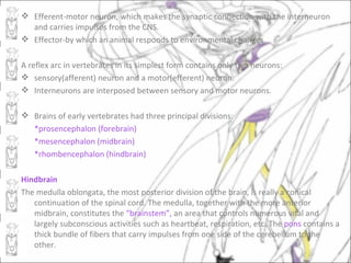  Efferent-motor neuron, which makes the synaptic connection with the interneuron
  and carries impulses from the CNS.
 Effector-by which an animal responds to environmental changes.

A reflex arc in vertebrates in its simplest form contains only two neurons:
 sensory(afferent) neuron and a motor(efferent) neuron.
 Interneurons are interposed between sensory and motor neurons.

 Brains of early vertebrates had three principal divisions:
  *prosencephalon (forebrain)
  *mesencephalon (midbrain)
  *rhombencephalon (hindbrain)

Hindbrain
The medulla oblongata, the most posterior division of the brain, is really a conical
   continuation of the spinal cord. The medulla, together with the more anterior
   midbrain, constitutes the “brainstem”, an area that controls numerous vital and
   largely subconscious activities such as heartbeat, respiration, etc. The pons contains a
   thick bundle of fibers that carry impulses from one side of the cerebellum to the
   other.
 