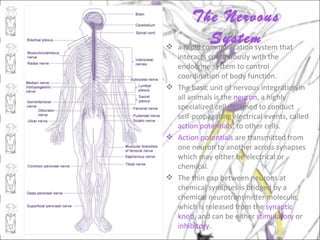 The Nervous
            System that
 a rapid communication system
  interacts continuously with the
  endocrine system to control
  coordination of body function.
 The basic unit of nervous integration in
  all animals is the neuron, a highly
  specialized cell designed to conduct
  self-propagating electrical events, called
  action potentials, to other cells.
 Action potentials are transmitted from
  one neuron to another across synapses
  which may either be electrical or
  chemical.
 The thin gap between neurons at
  chemical synapses is bridged by a
  chemical neurotransmitter molecule,
  which is released from the synaptic
  knob, and can be either stimulatory or
  inhibitory.
 