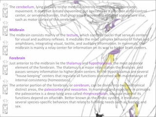The cerebellum, lying dorsally to the medulla, controls equilibrium, posture and
   movement. It does not initiate movement but operates as a precision error-control
   center, or servomechanism, that programs a movement initiated somewhere else,
   such as motor cortex of the cerebrum.

Midbrain
The midbrain consists mainly of the tectum, which contains nuclei that serve as centers
   for visual and auditory reflexes. It mediates the most complex behavior of fishes and
   amphibians, integrating visual, tactile, and auditory information. In mammals, the
   midbrain is mainly a relay center for information on its way to higher brain centers.

Forebrain
Just anterior to the midbrain lie the thalamus and hypothalamus, the most posterior
    element of the forebrain. The thalamus is a major relay station the analyzes and
    passes sensory information to higher brain centers. In the hypothalamus are several
    “house keeping” centers that regulate all functions concerned with maintenance of
    internal consistency (homeostasis).
The anterior portion of the forebrain, or cerebrum, can be divide into two anatomical
    distinct areas, the paleocortex and neocortex. In mammals and especially in primates
    the paleocortex is a deep-lying area called rhinencephalon, because many of its
    functions depend on olfaction. Better known as the limbic system, it mediates
    several species-specific behaviors that relate to fulfilling needs such as feeding and
    sex.
 