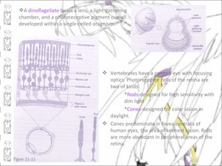 A dinoflagellate bears a lens, a light-gathering
chamber, and a photoreceptive pigment cup-all
developed within a single-celled oragnism.




                                      Vertebrates have a camera eye with focusing
                                       optics. Photoreceptor cells of the retina are
                                       two of kinds:
                                             *Rods-designed for high sensitivity with
                                             dim light
                                             *Cones-designed for color vision in
                                       daylight.
                                      Cones predominate in fovea centralis of
                                       human eyes, the area of keenest vision. Rods
                                       are more abundant in peripheral areas of the
                                       retina.
 