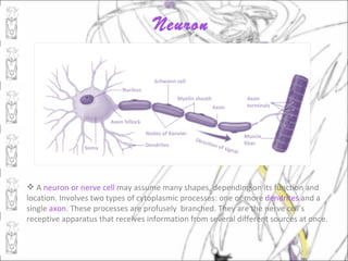 Neuron

                                         Schwann cell
                           Nucleus
                                                  Myelin sheath                          Axon
                                                                   Axon                  terminals

                       Axon hillock

                                      Nodes of Ranvier                                  Muscle
                                                         Direc
                                      Dendrites               t   ion o                 fiber
                Soma                                                      f sign
                                                                                   al




 A neuron or nerve cell may assume many shapes, depending on its function and
location. Involves two types of cytoplasmic processes: one or more dendrites and a
single axon. These processes are profusely branched. They are the nerve cell’s
receptive apparatus that receives information from several different sources at once.
 