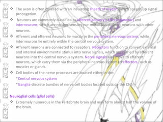 The axon is often covered with an insulating sheath of myelin, which speeds up signal
  propagation.
 Neurons are commonly classified as afferent(sensory), efferent(motor) and
  interneurons, which are neither sensory nor motor but connect neurons with other
  neurons.
 Afferent and efferent neurons lie mostly in the peripheral nervous system, while
  interneurons lie entirely within the central nervous system.
 Afferent neurons are connected to receptors. Receptors function to convert external
  and internal environmental stimuli into nerve signals, which are carried by afferent
  neurons into the central nervous system. Nerve signals also move to efferent
  neurons, which carry them via the peripheral nervous system to effectors, such as
  muscles or glands.
 Cell bodies of the nerve processes are located either in the:
  *Central nervous system
  *Ganglia-discrete bundles of nerve cell bodies located outside the CNS

Neuroglial cells (glial cells)
 Extremely numerous in the vertebrate brain and may form almost half the volume of
   the brain.
 