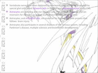  Vertebrate nerves are often enclosed by concentric rings of myelin, produced by
  special glial cells called Schwann cells in the PNS and oligodendrocytes in the CNS.
 Astrocytes are radiating and star like glial cells that serve as nutrients and ion
  reservoirs for neurons, as well as scaffold during brain development.
 Astrocytes, and microglial cells, are essential for the regenerative process that
  follows brain injury.
 Astrocytes also participate in several diseases of the nervous system, including
  Parkinson’s disease, multiple sclerosis and brain tumor development.
 