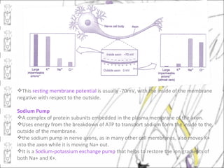 This resting membrane potential is usually -70mV, with the inside of the membrane
negative with respect to the outside.

Sodium Pump
A complex of protein subunits embedded in the plasma membrane of the axon.
Uses energy from the breakdown of ATP to transport sodium form the inside to the
outside of the membrane.
the sodium pump in nerve axons, as in many other cell membranes, also moves K+
into the axon while it is moving Na+ out.
It is a Sodium-potassium exchange pump that helps to restore the ion gradients of
both Na+ and K+.
 
