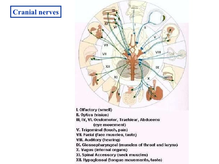 Minersville HS Applied Anatomy Nervous System