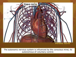 Vagus nerve




                                                   Phrenic nerve


The autonomic nervous system is influenced by the conscious mind, its
                 autonomous of voluntary control.
 
