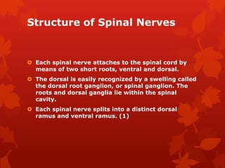 Structure of Spinal Nerves


 Each spinal nerve attaches to the spinal cord by
  means of two short roots, ventral and dorsal.
 The dorsal is easily recognized by a swelling called
  the dorsal root ganglion, or spinal ganglion. The
  roots and dorsal ganglia lie within the spinal
  cavity.
 Each spinal nerve splits into a distinct dorsal
  ramus and ventral ramus. (1)
 