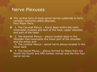 Nerve Plexuses
 The ventral rami of most spinal nerves subdivide to form
  complex networks called plexuses.
  Four Major Pairs:
    1. The Cervical Plexus – found deep within the neck;
    innervates muscles and skin of the neck, upper shoulder,
    and part of the head
    2. The Brachial Plexus – plexus located deep in the
    shoulder that innervates the lower part of the shoulder
    and the entire arm
     3. The Lumbar Plexus - spinal nerve plexus located in the
    lower back
    4. The Sacral Plexus – plexus formed by fibers from the
    fourth the fourth and fifth lumbar nerves and the first four
    sacral nerves
 