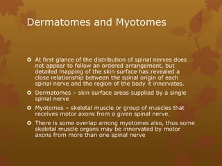 Dermatomes and Myotomes


 At first glance of the distribution of spinal nerves does
  not appear to follow an ordered arrangement, but
  detailed mapping of the skin surface has revealed a
  close relationship between the spinal origin of each
  spinal nerve and the region of the body it innervates.
 Dermatomes – skin surface areas supplied by a single
  spinal nerve
 Myotomes – skeletal muscle or group of muscles that
  receives motor axons from a given spinal nerve.
 There is some overlap among myotomes also, thus some
  skeletal muscle organs may be innervated by motor
  axons from more than one spinal nerve
 