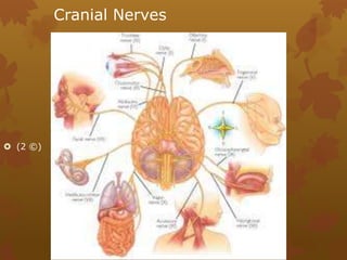 Cranial Nerves




 (2 ©)
 