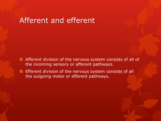 Afferent and efferent




 Afferent division of the nervous system consists of all of
  the incoming sensory or afferent pathways.
 Efferent division of the nervous system consists of all
  the outgoing motor or efferent pathways.
 