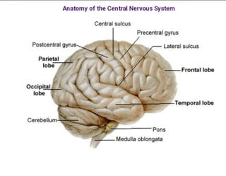  basic  knowledge of nervous system 🧠