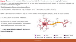 Nervous system (HAP) by @Dharmendra sahu.pptx