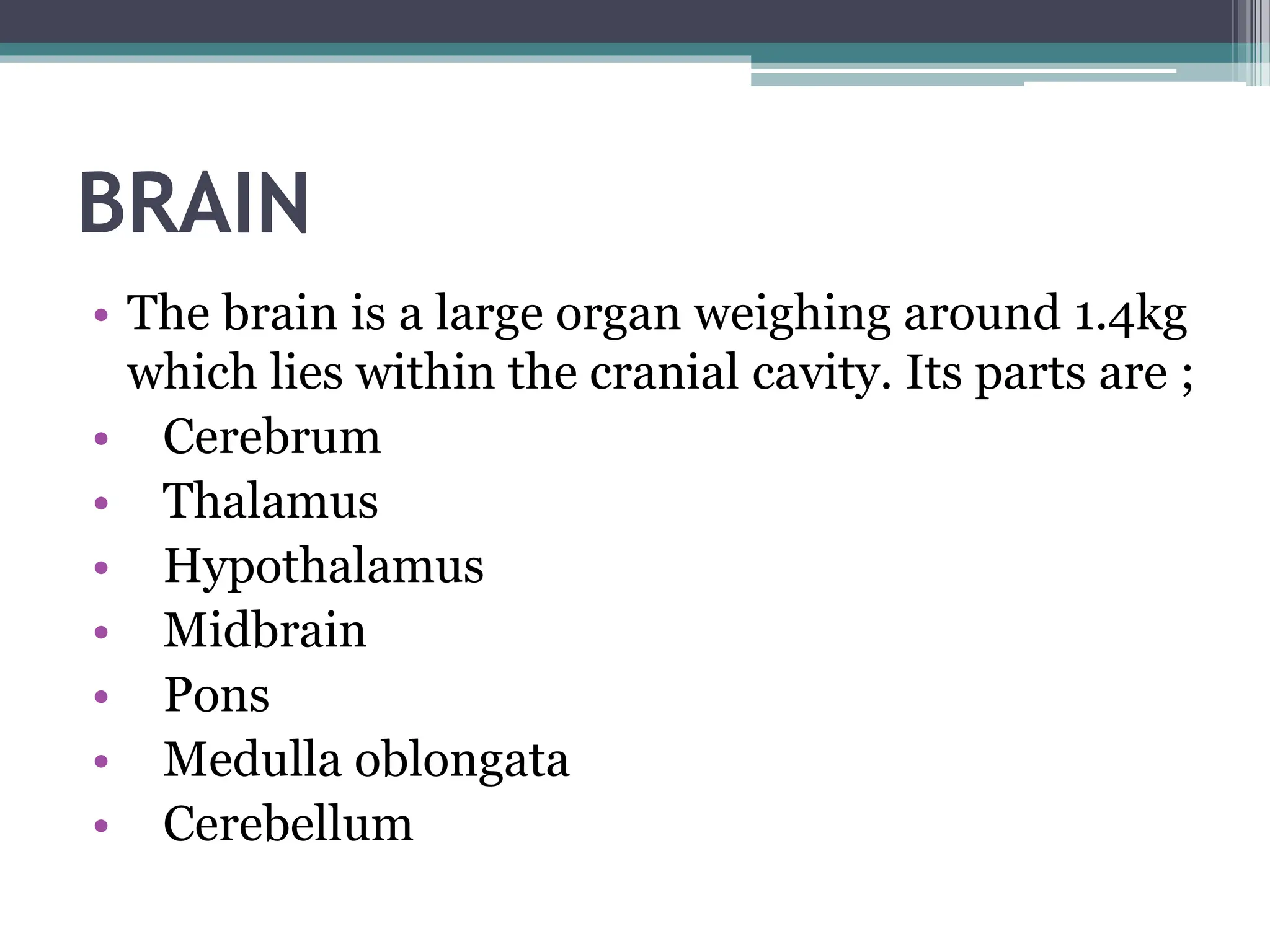 BRAIN
• The brain is a large organ weighing around 1.4kg
which lies within the cranial cavity. Its parts are ;
• Cerebrum
• Thalamus
• Hypothalamus
• Midbrain
• Pons
• Medulla oblongata
• Cerebellum
 