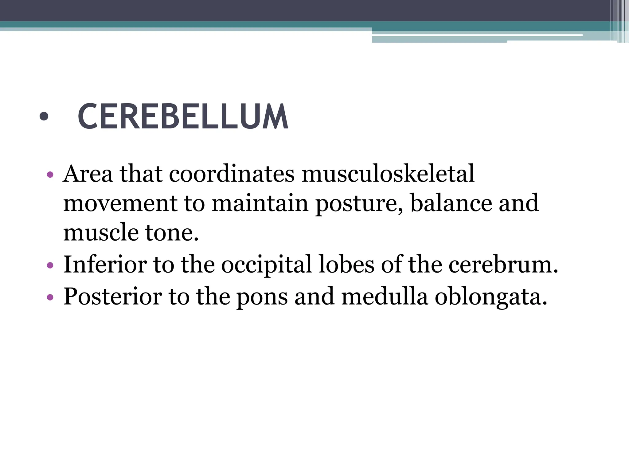• CEREBELLUM
• Area that coordinates musculoskeletal
movement to maintain posture, balance and
muscle tone.
• Inferior to the occipital lobes of the cerebrum.
• Posterior to the pons and medulla oblongata.
 