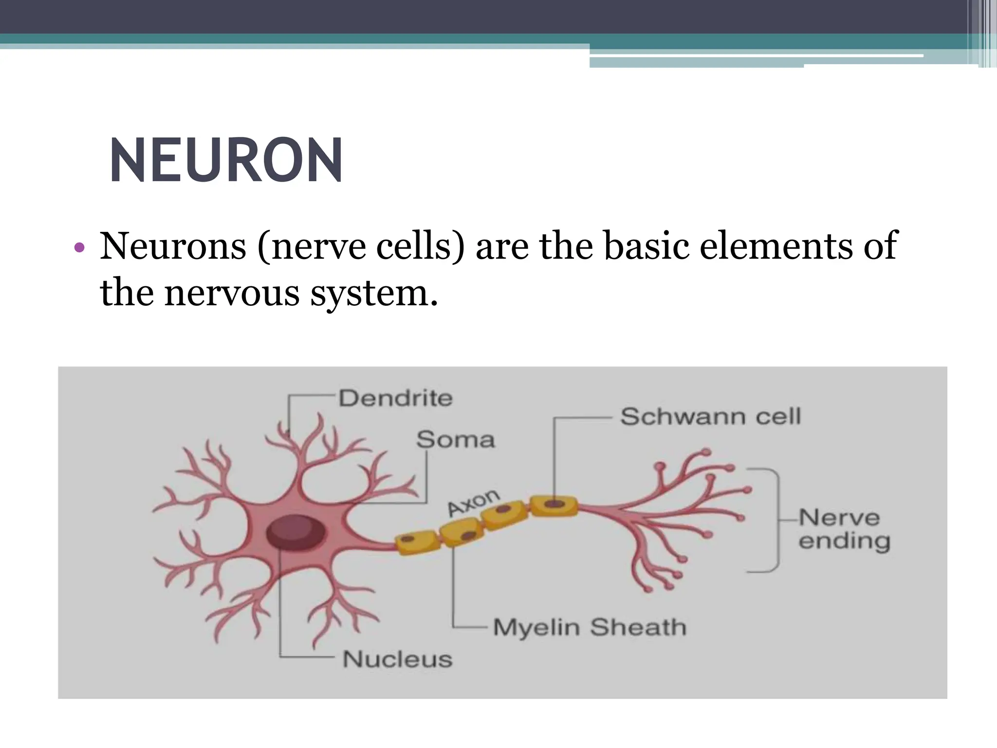 NEURON
• Neurons (nerve cells) are the basic elements of
the nervous system.
 