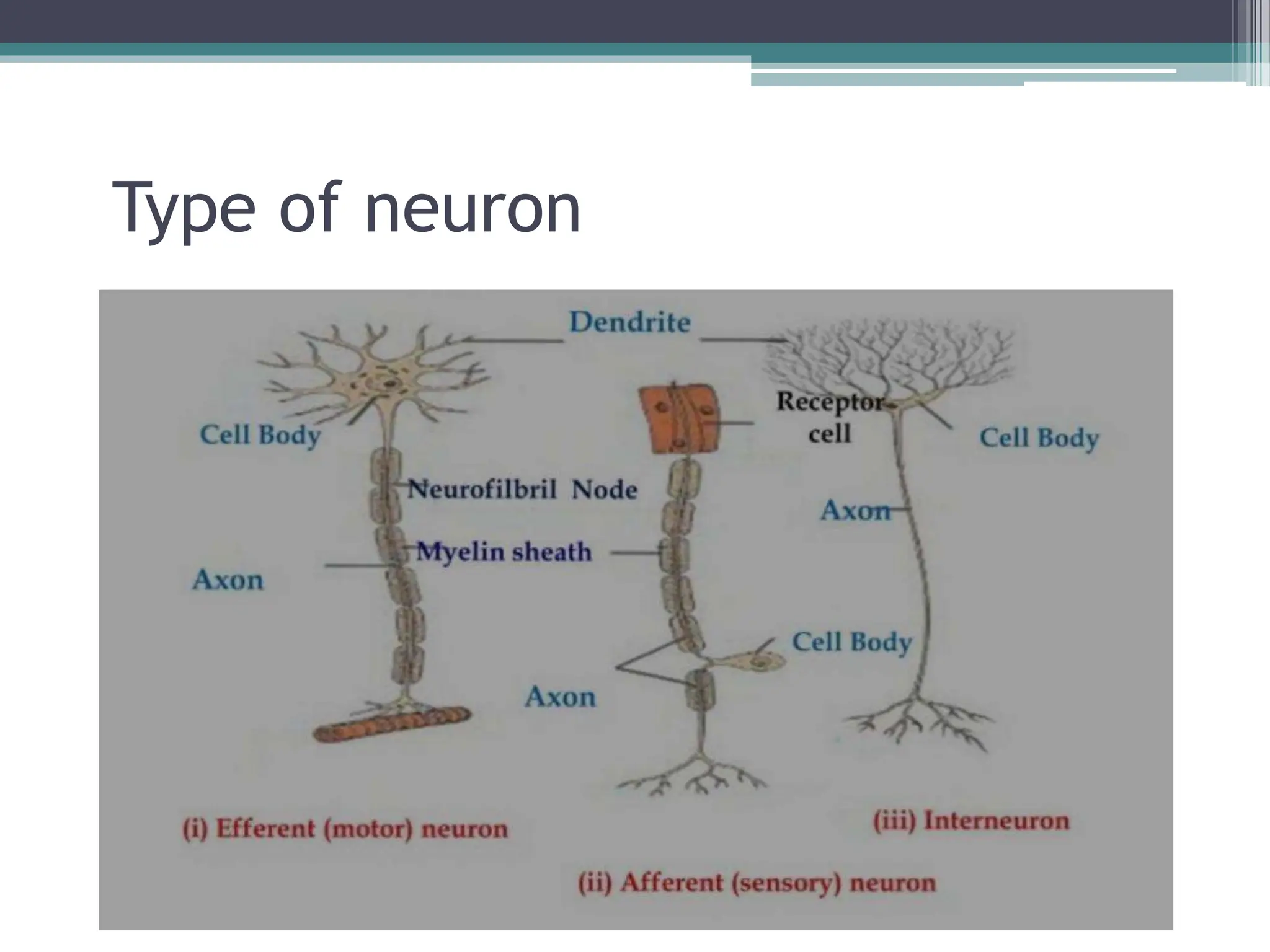 Type of neuron
 