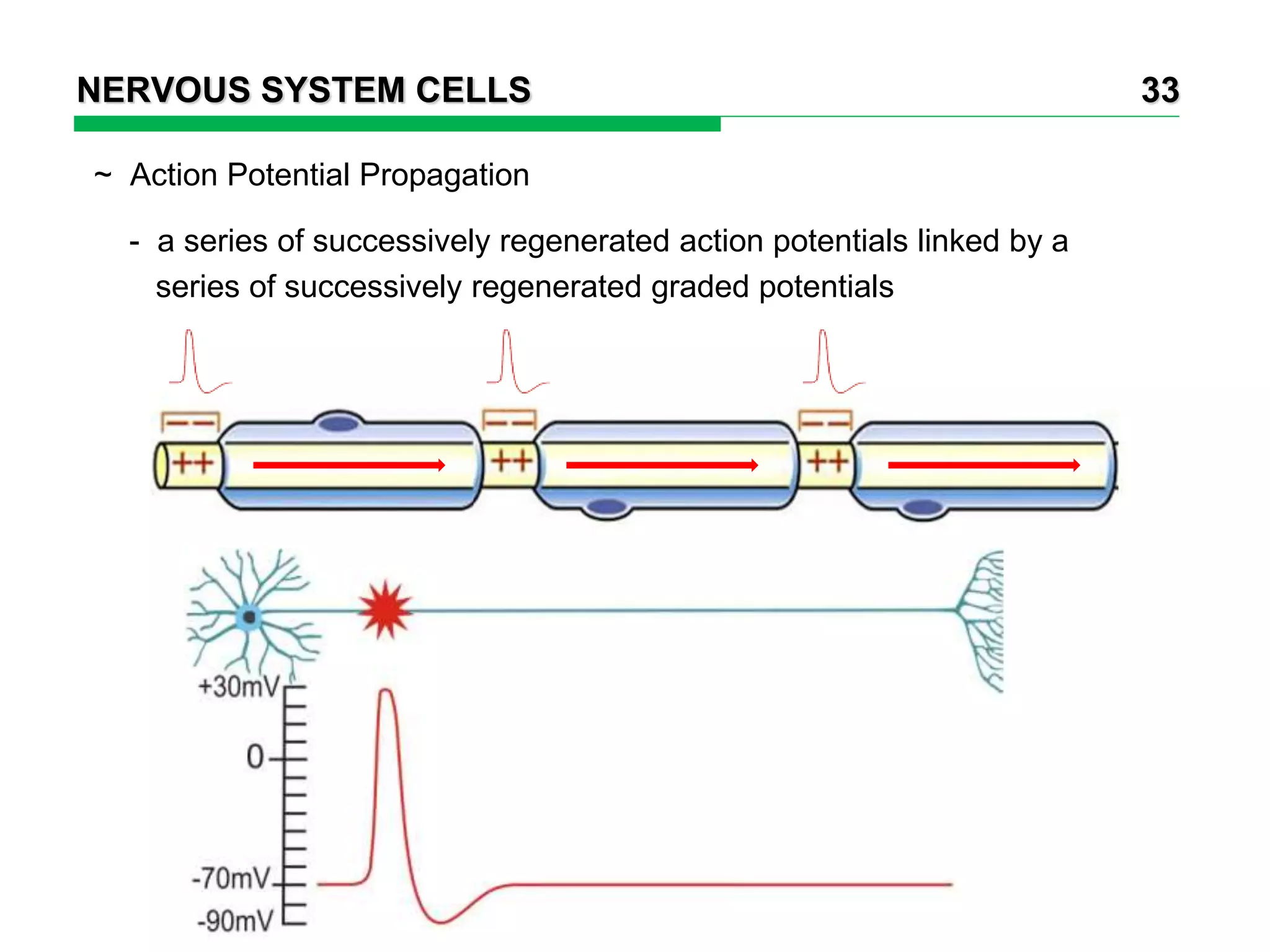 Nervous System Cells.ppt