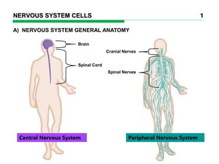 Spinal Nerves
Cranial Nerves
A) NERVOUS SYSTEM GENERAL ANATOMY
NERVOUS SYSTEM CELLS 1
Brain
Spinal Cord
Central Nervous System Peripheral Nervous System
 