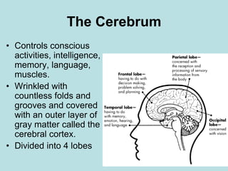 nervous system | PPT