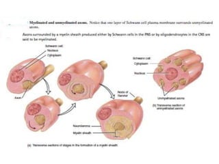 NERVOUS SYSTEM class 1.pptx