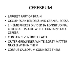 CEREBRUM
• LARGEST PART OF BRAIN
• OCCUPIES ANTERIOR & MID CRANIAL FOSSA
• 2 HEMISPHERES DIVIDED BY LONGITUDINAL
CEREBRAL FISSURE WHICH CONTAINS FALX
CEREBRI
• CONTAIN 1 VENTRICLE EACH
• OUTER GREY,INNER WHITE &GREY MATTER
NUCLEI WITHIN THEM
• CORPUS CALLOSUM CONNECTS THEM
 