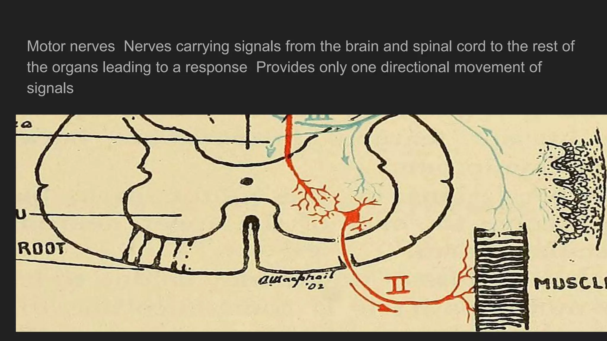 Motor nerves Nerves carrying signals from the brain and spinal cord to the rest of
the organs leading to a response Provides only one directional movement of
signals
 