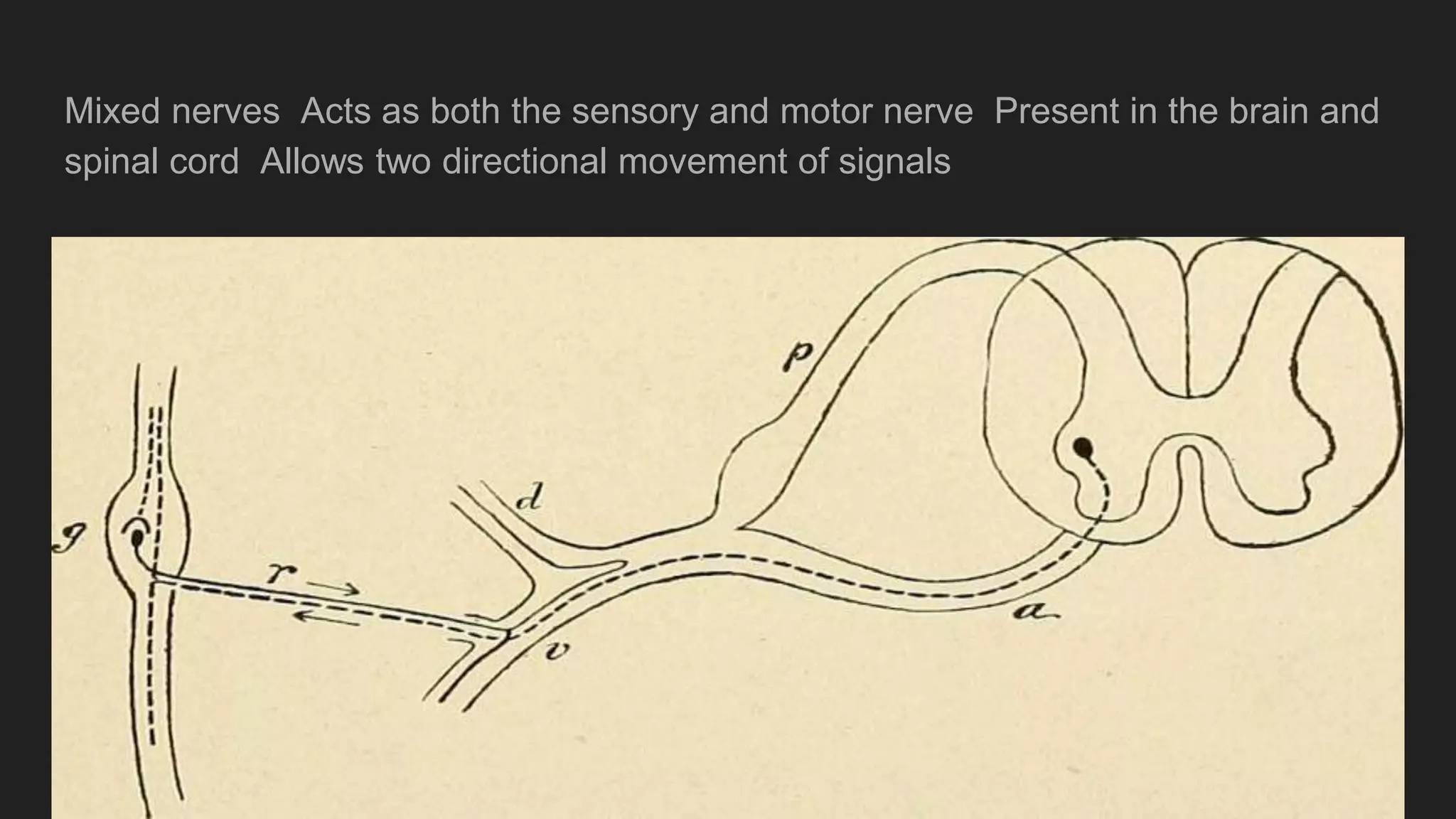 Mixed nerves Acts as both the sensory and motor nerve Present in the brain and
spinal cord Allows two directional movement of signals
 