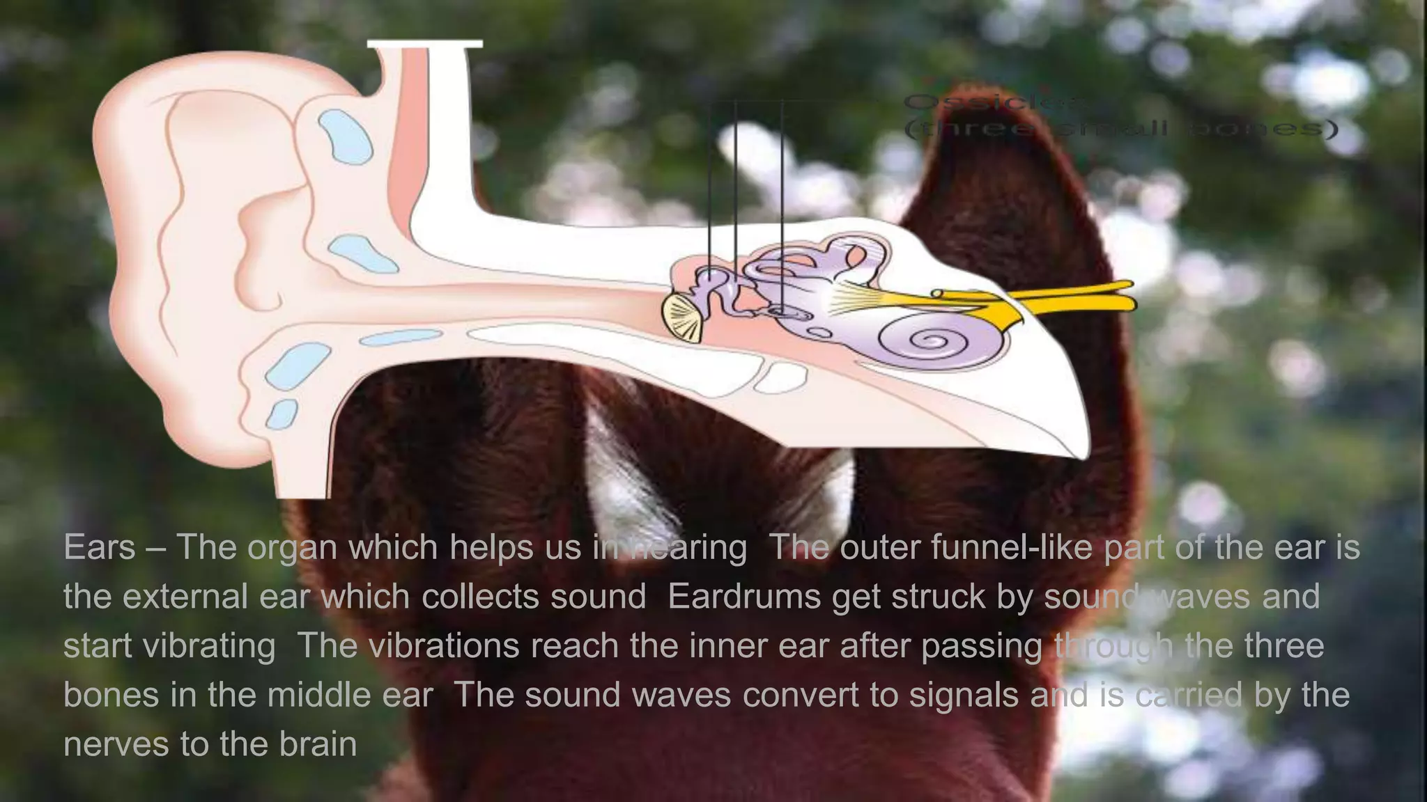Ears – The organ which helps us in hearing The outer funnel-like part of the ear is
the external ear which collects sound Eardrums get struck by sound waves and
start vibrating The vibrations reach the inner ear after passing through the three
bones in the middle ear The sound waves convert to signals and is carried by the
nerves to the brain
 