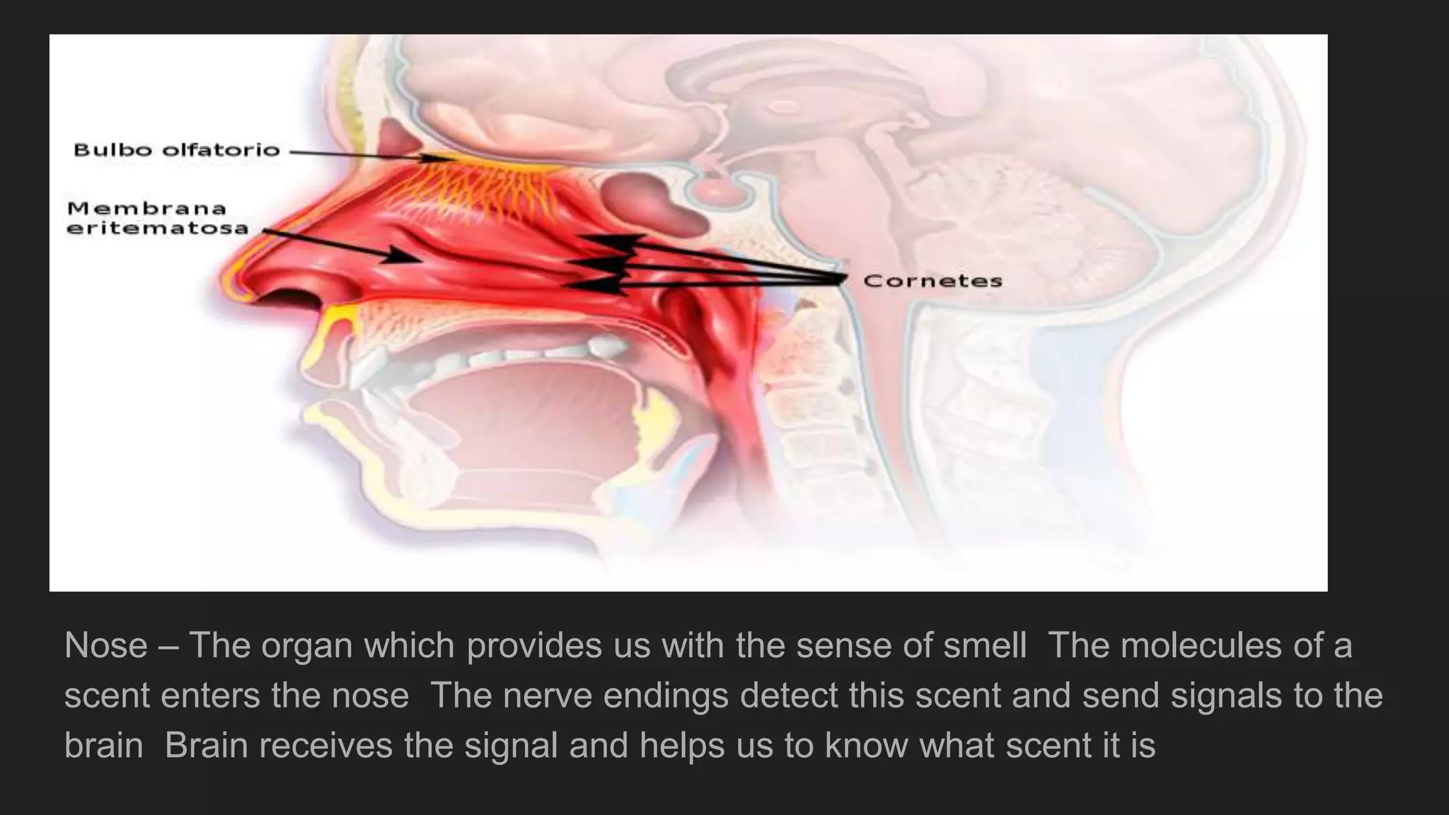 Nose – The organ which provides us with the sense of smell The molecules of a
scent enters the nose The nerve endings detect this scent and send signals to the
brain Brain receives the signal and helps us to know what scent it is
 