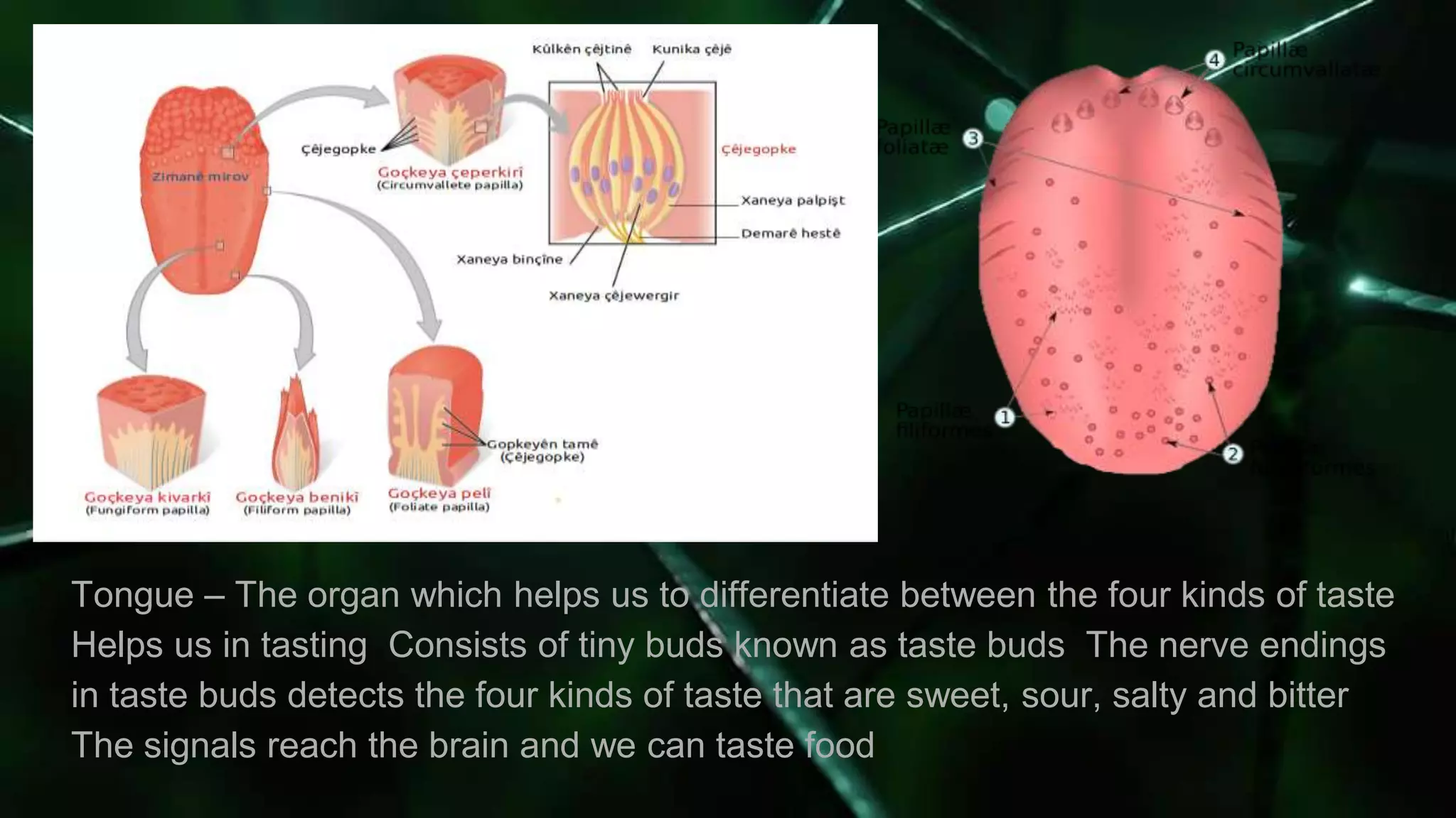 Tongue – The organ which helps us to differentiate between the four kinds of taste
Helps us in tasting Consists of tiny buds known as taste buds The nerve endings
in taste buds detects the four kinds of taste that are sweet, sour, salty and bitter
The signals reach the brain and we can taste food
 