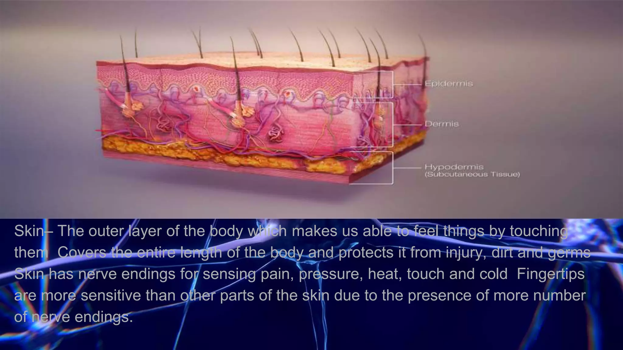 Skin– The outer layer of the body which makes us able to feel things by touching
them Covers the entire length of the body and protects it from injury, dirt and germs
Skin has nerve endings for sensing pain, pressure, heat, touch and cold Fingertips
are more sensitive than other parts of the skin due to the presence of more number
of nerve endings.
 