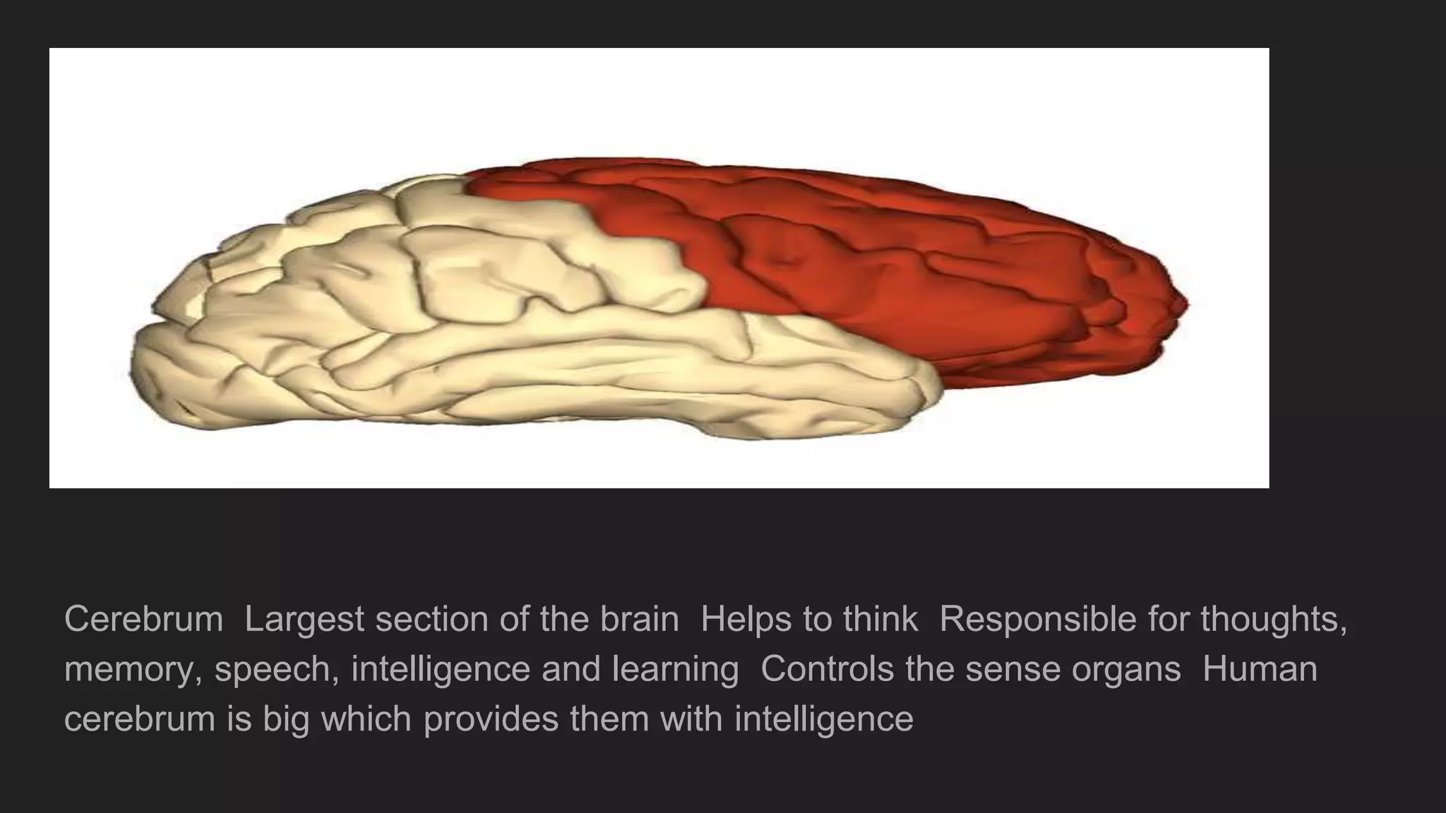 Cerebrum Largest section of the brain Helps to think Responsible for thoughts,
memory, speech, intelligence and learning Controls the sense organs Human
cerebrum is big which provides them with intelligence
 