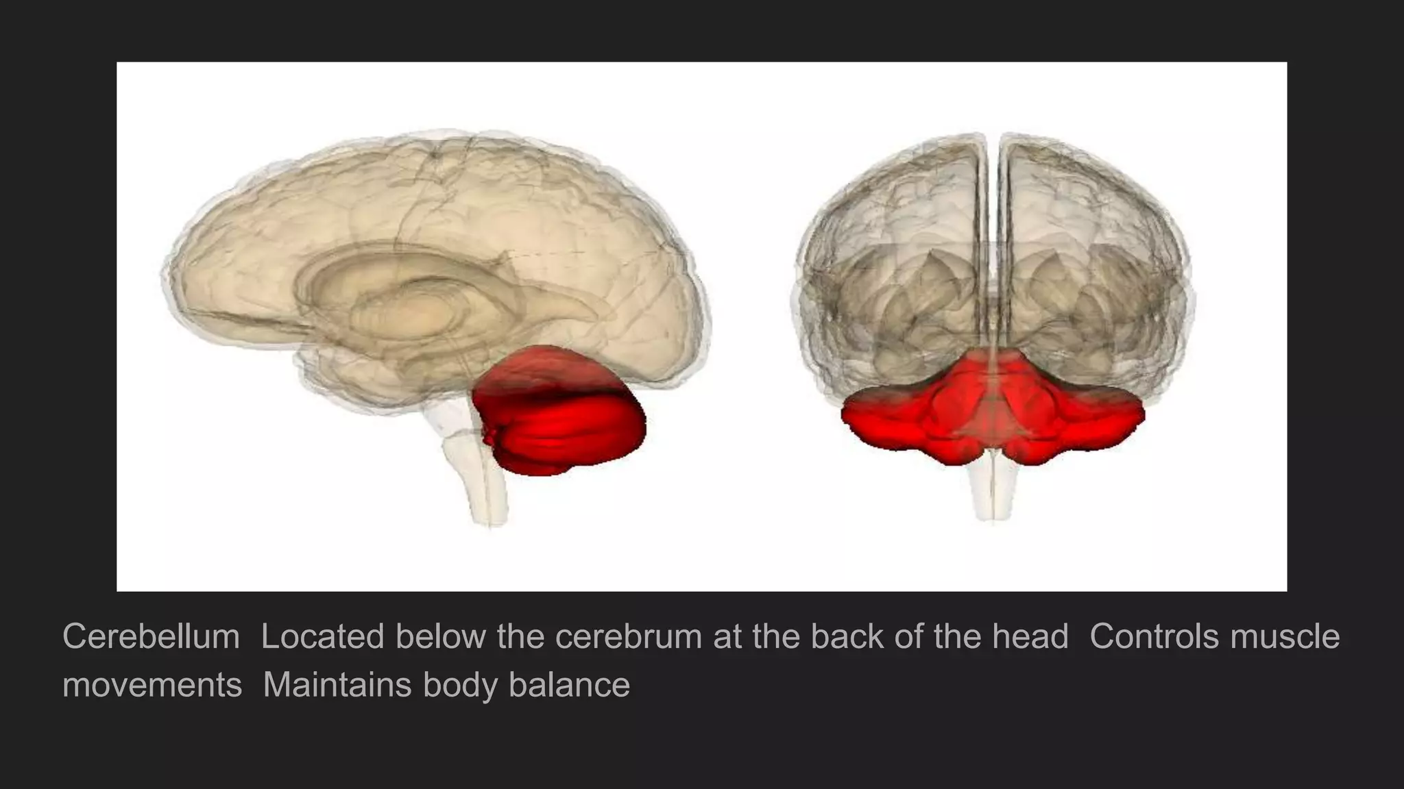 Cerebellum Located below the cerebrum at the back of the head Controls muscle
movements Maintains body balance
 