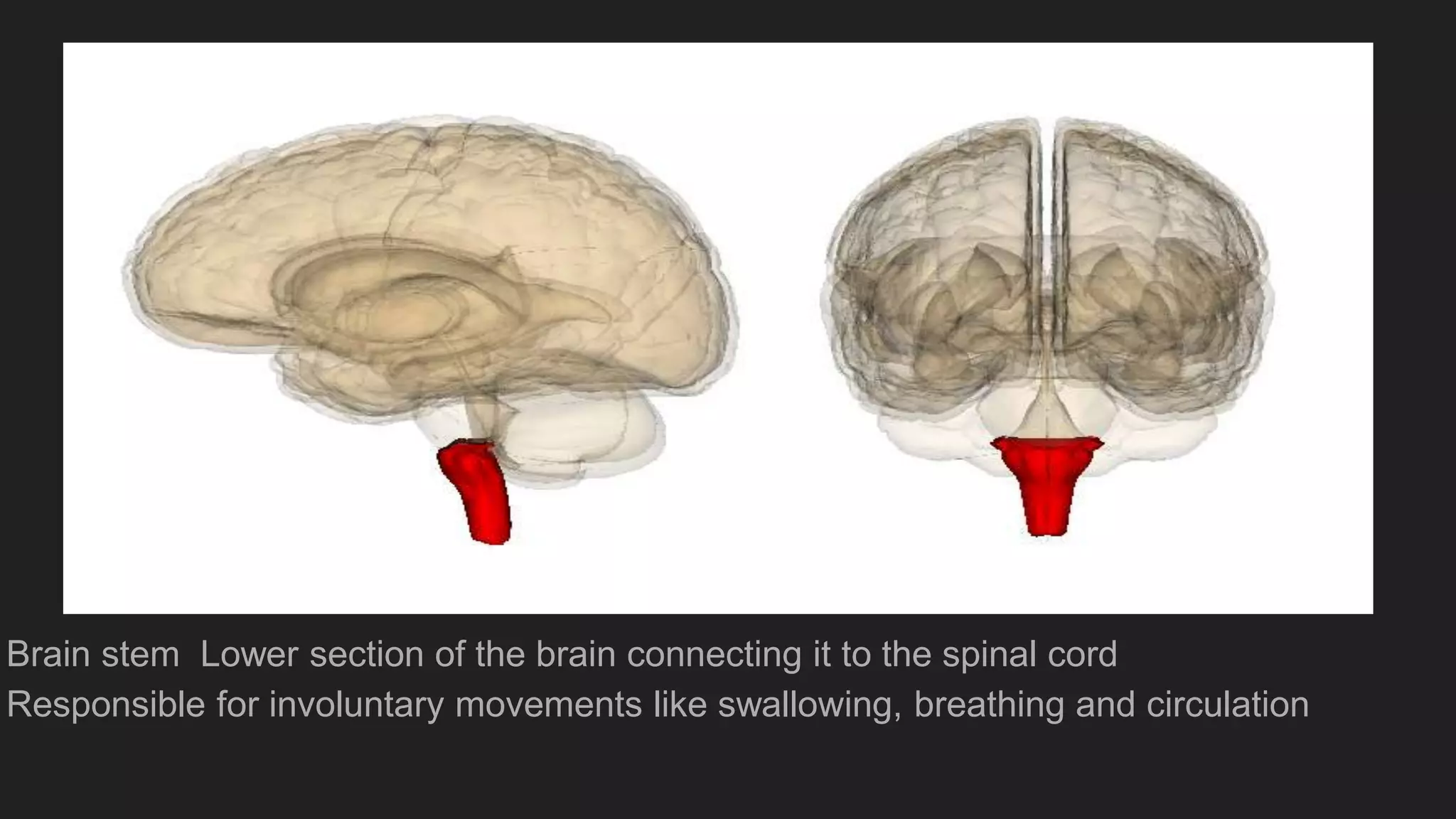 Brain stem Lower section of the brain connecting it to the spinal cord
Responsible for involuntary movements like swallowing, breathing and circulation
 