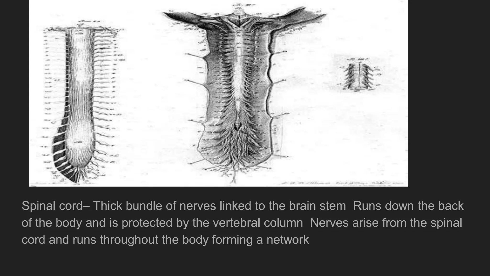 Spinal cord– Thick bundle of nerves linked to the brain stem Runs down the back
of the body and is protected by the vertebral column Nerves arise from the spinal
cord and runs throughout the body forming a network
 