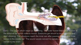 Nervous system class 5 | PPTX