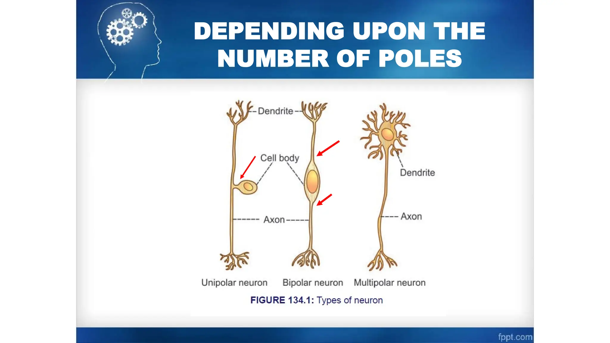 NERVOUS SYSTEM, CLASSIFICATION & STRUCTURE OF NEURON & NERVE FIBERS.pptx