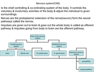 Nervous system(CNS) Is the chief controlling & co-ordinating system of the body. It controls the voluntary & involuntary activities of the body & adjust the individual to given surroundings. Nerves are the protoplasmic extension of the nerve(neuron) form the neural pathways called the nerves. Impulses are given out to brain & goes out the whole body is called as efferent pathway & impulses going from body to brain are the afferent pathway. Parts of the nervous system Central nervous system Peripheral nervous  system brain Spinal cord 12 cranial nerve 31 spinal nerve Autonomic nervous  system sympathetic parasympathetic 