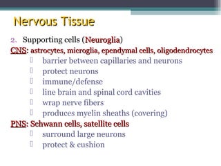 Nervous TissueNervous Tissue
2. Supporting cells (NeurogliaNeuroglia)
CNSCNS:: astrocytes, microglia, ependymal cells, oligodendrocytesastrocytes, microglia, ependymal cells, oligodendrocytes
 barrier between capillaries and neurons
 protect neurons
 immune/defense
 line brain and spinal cord cavities
 wrap nerve fibers
 produces myelin sheaths (covering)
PNSPNS: Schwann cells, satellite cells: Schwann cells, satellite cells
 surround large neurons
 protect & cushion
 