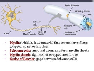 • MyelinMyelin:: whitish, fatty material that covers nerve fibers
to speed up nerve impulses
• Schwann cellsSchwann cells:: surround axons and form myelin sheath
• Myelin sheathMyelin sheath:: tight coil of wrapped membranes
• Nodes of RanvierNodes of Ranvier: gaps between Schwann cells
 