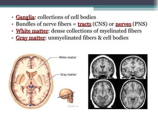 • GangliaGanglia: collections of cell bodies
• Bundles of nerve fibers = tractstracts (CNS) or nervesnerves (PNS)
• White matterWhite matter: dense collections of myelinated fibers
• Gray matterGray matter: unmyelinated fibers & cell bodies
 