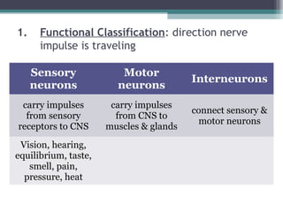 1. Functional Classification: direction nerve
impulse is traveling
Sensory
neurons
Motor
neurons
Interneurons
carry impulses
from sensory
receptors to CNS
carry impulses
from CNS to
muscles & glands
connect sensory &
motor neurons
Vision, hearing,
equilibrium, taste,
smell, pain,
pressure, heat
 
