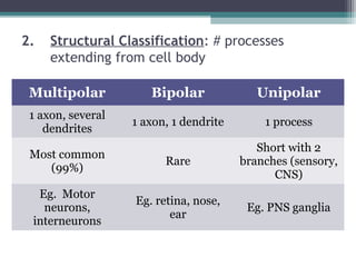 2. Structural Classification: # processes
extending from cell body
Multipolar Bipolar Unipolar
1 axon, several
dendrites
1 axon, 1 dendrite 1 process
Most common
(99%)
Rare
Short with 2
branches (sensory,
CNS)
Eg. Motor
neurons,
interneurons
Eg. retina, nose,
ear
Eg. PNS ganglia
 