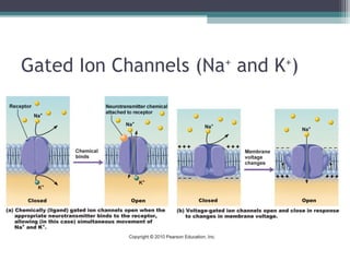 Gated Ion Channels (Na+
and K+
)
 
